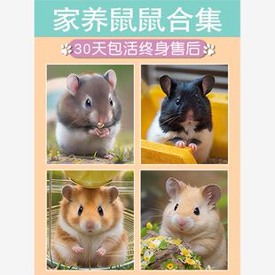 小仓鼠活物已打疫苗家养金丝熊活体三线银狐布丁公婆奶茶可选公母