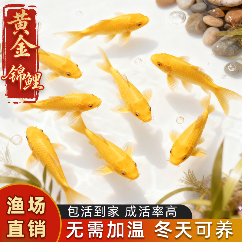 黄金锦鲤观赏鱼鱼金鱼活鱼自来水好养耐活冷水鱼活体龙凤草金鱼苗