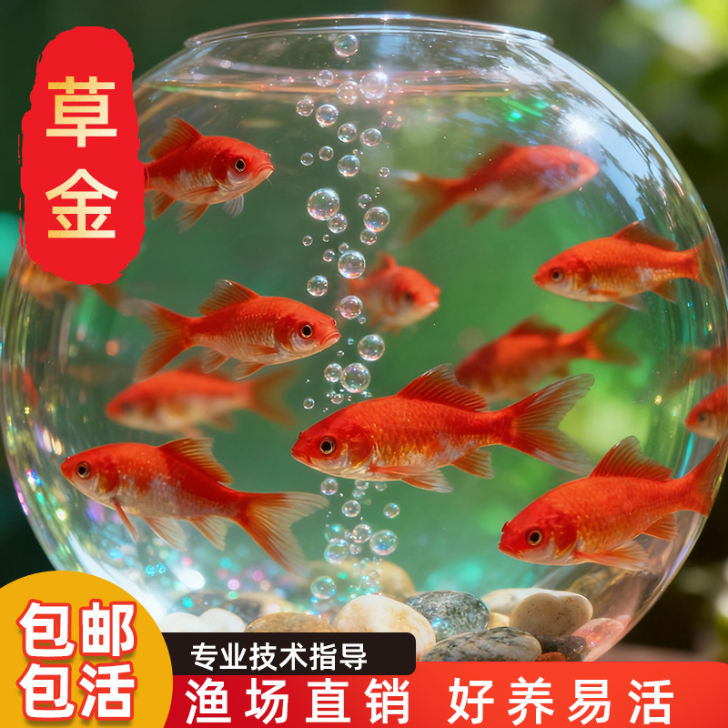 草金鱼活鱼锦鲤鱼苗观赏鱼淡水鱼冷水鱼小型耐活活体小金鱼红草金