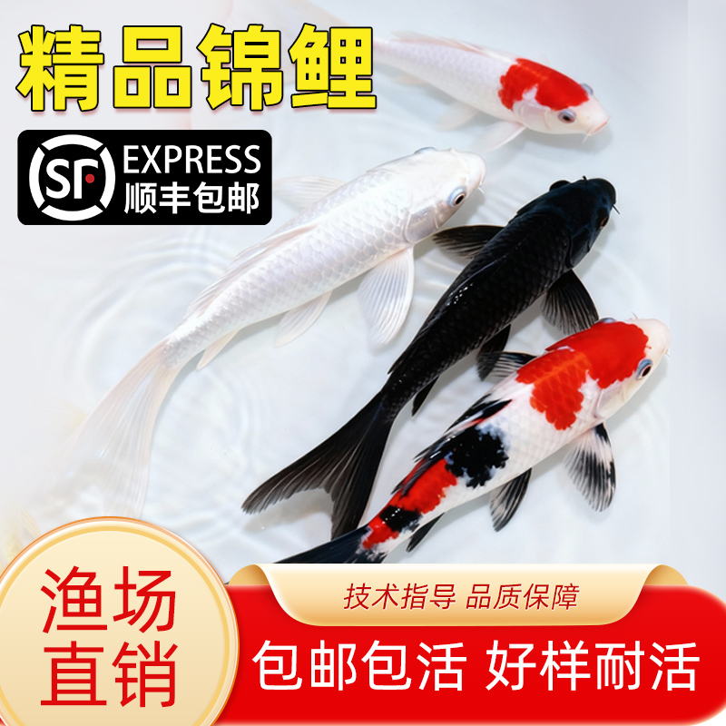 顺丰锦鲤鱼活鱼冷水淡水鱼苗观赏鱼金鱼小型好养耐活纯种红白三色