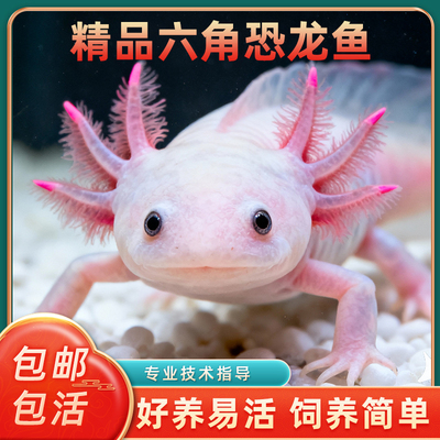 六角恐龙鱼冷水鱼蝾螈水族宠物鱼六角龙淡水鱼好养活鱼观赏网红鱼