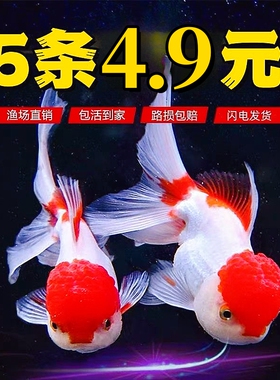 金鱼活体观赏鱼小型冷水鱼兰寿苗泰狮宠物淡水耐活观赏鱼锦鲤小鱼