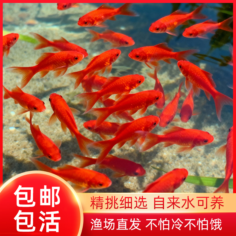 金鱼活鱼苗观赏鱼淡水小型好养耐活红草金冷水鱼活体草金鱼饲料鱼