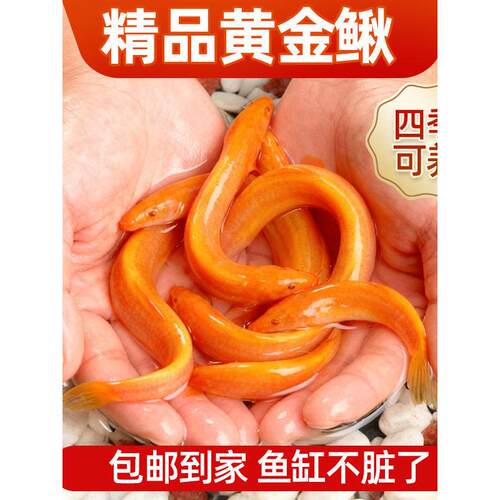 黄金泥鳅观赏鱼清道夫大号黄金鳅清洁工具鱼冷水淡水好养耐活鱼苗