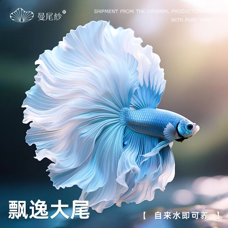 曼尾纱泰国斗鱼观赏冷水金鱼热带淡水鱼苗小型宠物好养耐活体半月