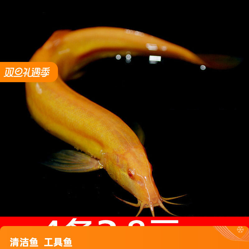 黄金鳅清道夫金龙鳅好养黄金泥鳅淡水鱼小金鱼耐活活体观赏鱼包邮