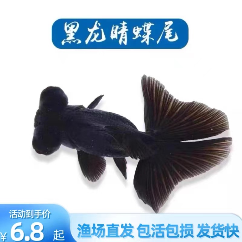 黑龙晴金鱼蝶尾金鱼鸿运当头大眼鱼黑金鱼好养耐活小型冷水观赏鱼