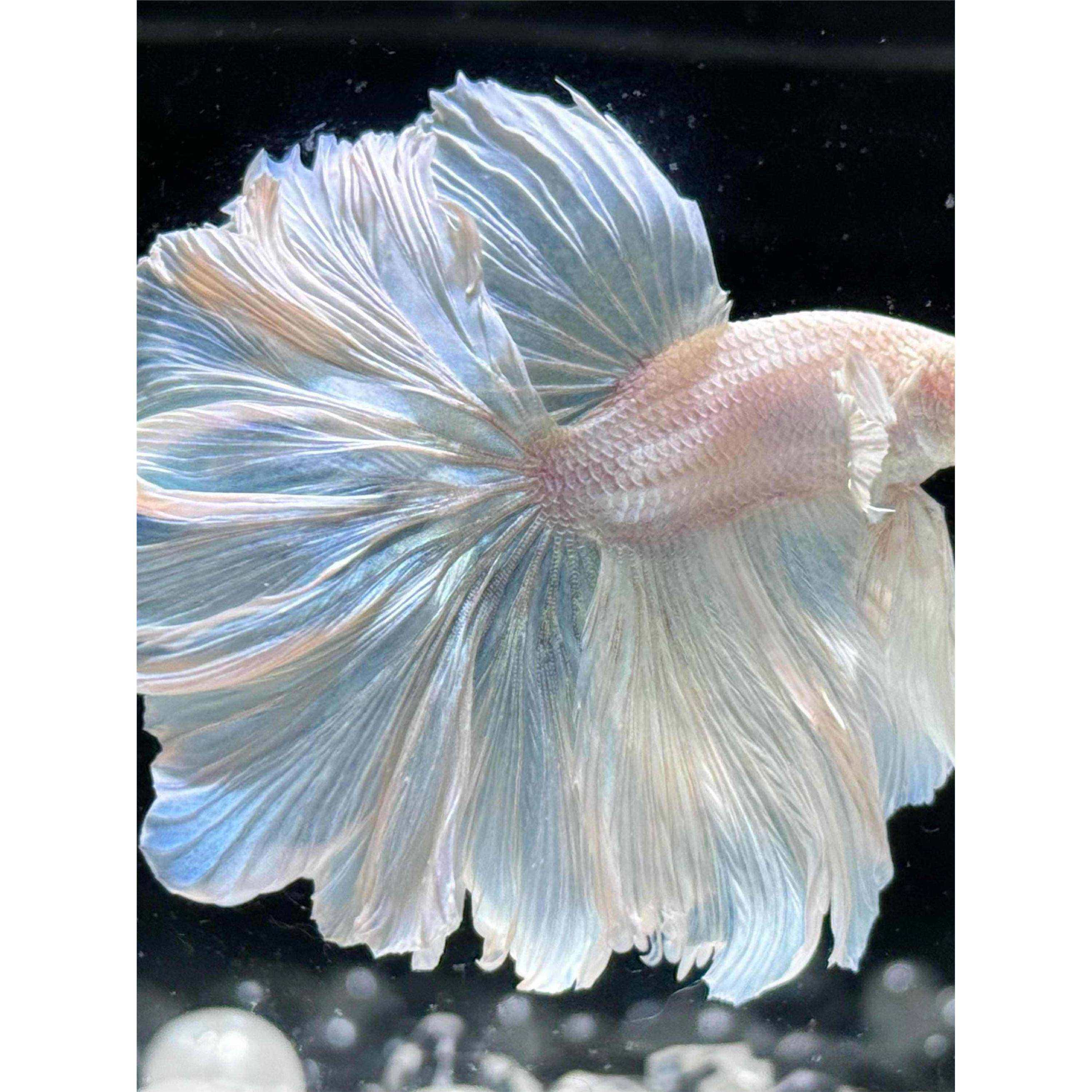 泰国斗鱼观赏鱼苗金鱼热带好养耐活体小型鱼缸淡水半月宠物婚纱鱼