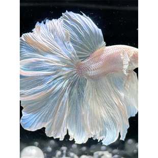 泰国斗鱼观赏鱼苗金鱼热带好养耐活体小型鱼缸淡水半月宠物婚纱鱼