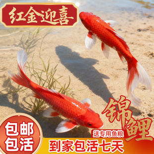 顺丰纯种红锦鲤活鱼观赏鱼鸿运当头火鲤活体冷水鱼好养耐活草金鱼
