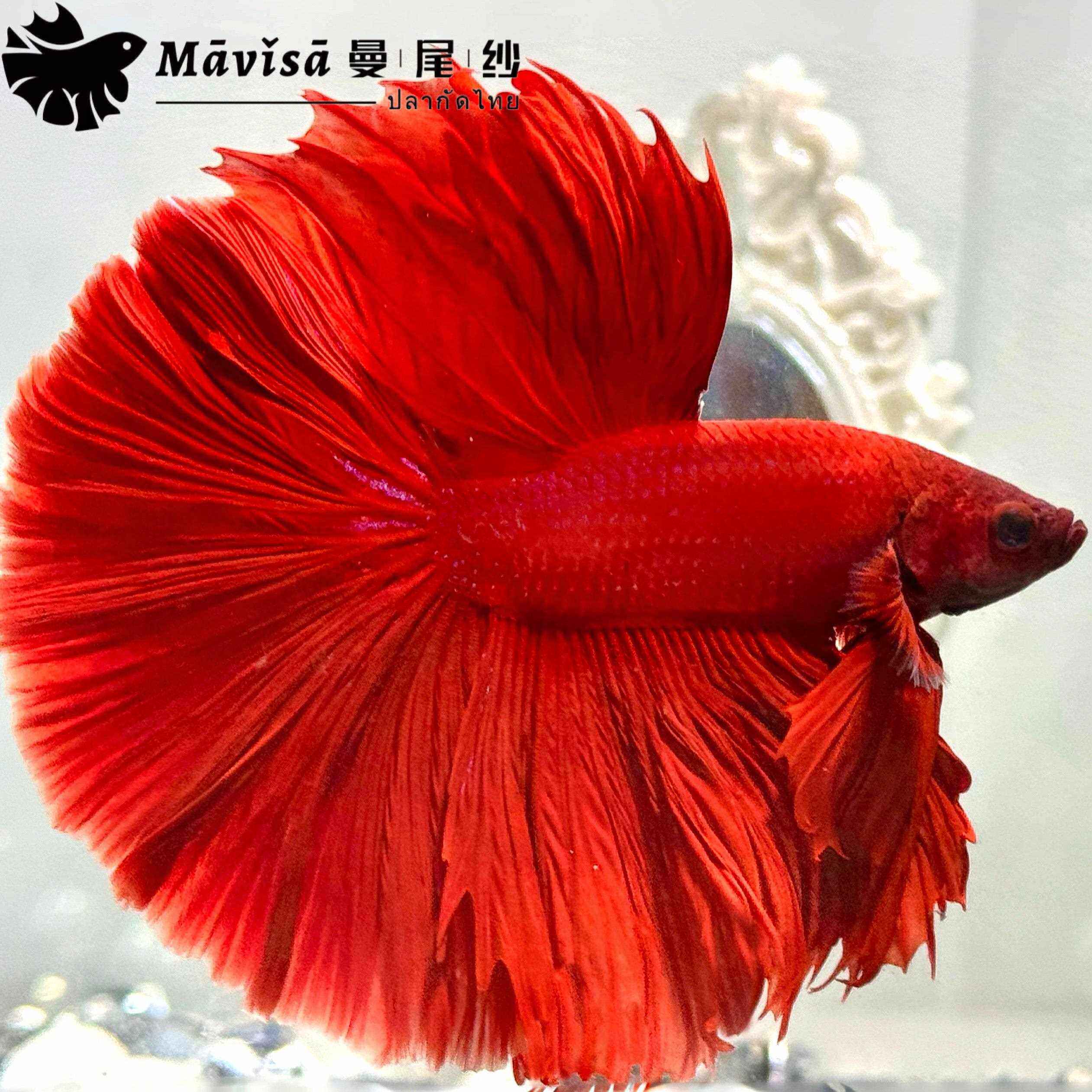 曼尾纱泰国斗鱼一公一母观赏鱼缸小型活体宠物热带淡水半月婚纱鱼