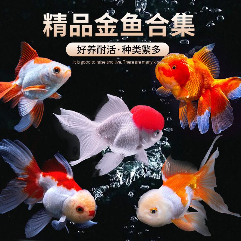 金鱼活鱼冬季冷水观赏鱼鸿运当头红国狮小鱼好养耐活小型淡水鱼苗