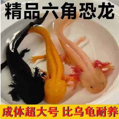 六角恐龙鱼蝾螈宠物娃娃鱼观赏鱼6角四角恐龙大号变异美西螈冷水