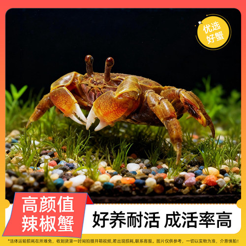迷你辣椒蟹活体观赏蟹吃虫清洁除藻淡水蟹鱼缸爬宠豆豆蟹宠物螃蟹