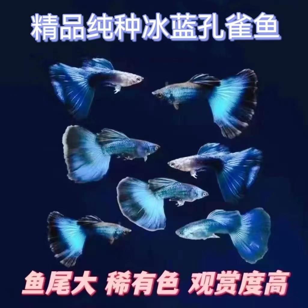 纯种冰蓝孔雀鱼大尾巴热带观赏鱼八个月大肚子孕母好养耐活易繁殖