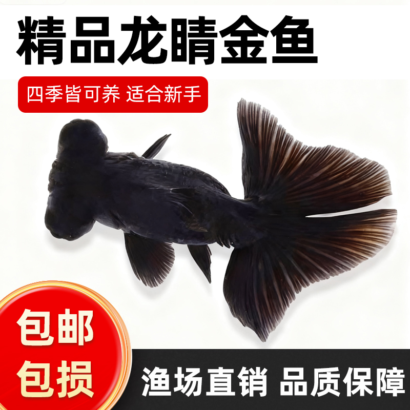 黑龙晴金鱼蝶尾金鱼鸿运当头大眼鱼黑金鱼好养耐活小型冷水观赏鱼