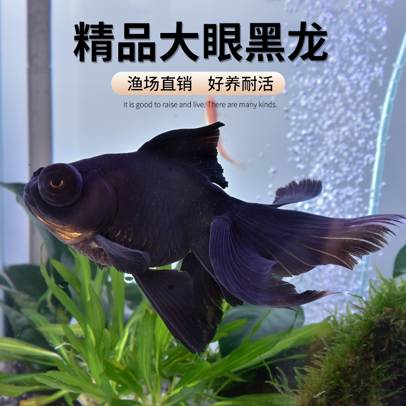 黑龙睛冷水观赏鱼大眼鱼黑金鱼苗活体宠物好养耐活淡水小型鱼活鱼