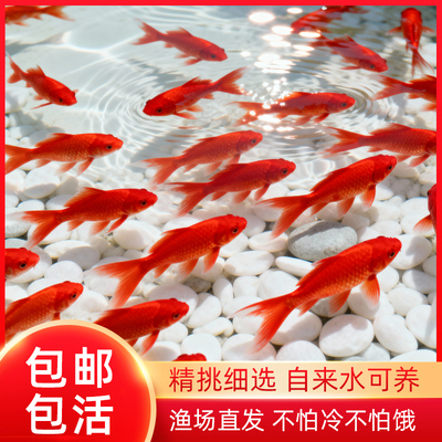 草金鱼活鱼锦鲤鱼苗观赏鱼淡水鱼冷水鱼小型耐活活体小金鱼红草金