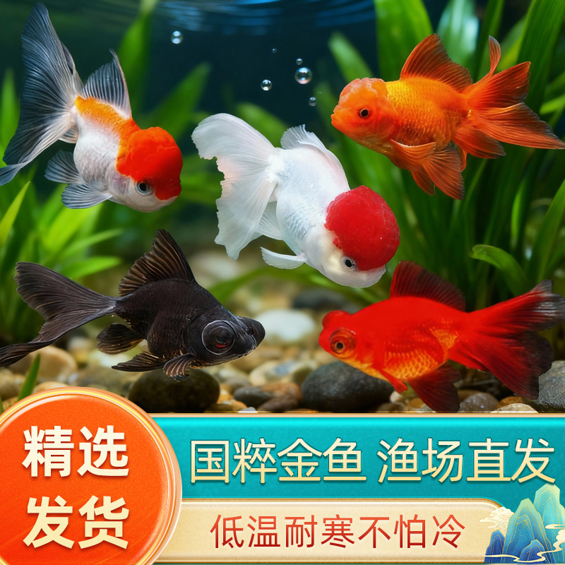 金鱼活鱼冬季冷水观赏鱼鸿运当头红国狮小鱼好养耐活小型淡水鱼苗