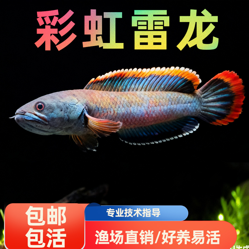 南鳢雷龙鱼观赏鱼冷水鱼红尾龙鱼凶猛七彩雷龙淡水活体彩虹雷龙鱼