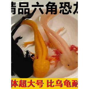 六角恐龙鱼蝾螈宠物娃娃鱼观赏鱼6角四角恐龙大号变异美西螈冷水
