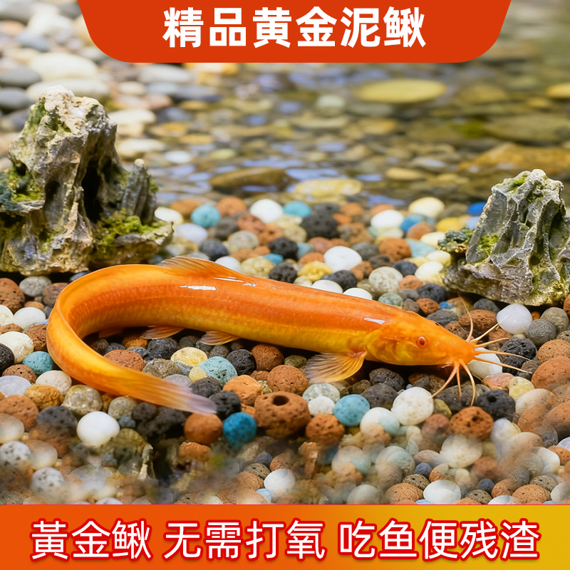 黄金泥鳅冷水观赏鱼淡水黄金泥鳅鱼缸清道夫清洁工具鱼好养耐活鱼