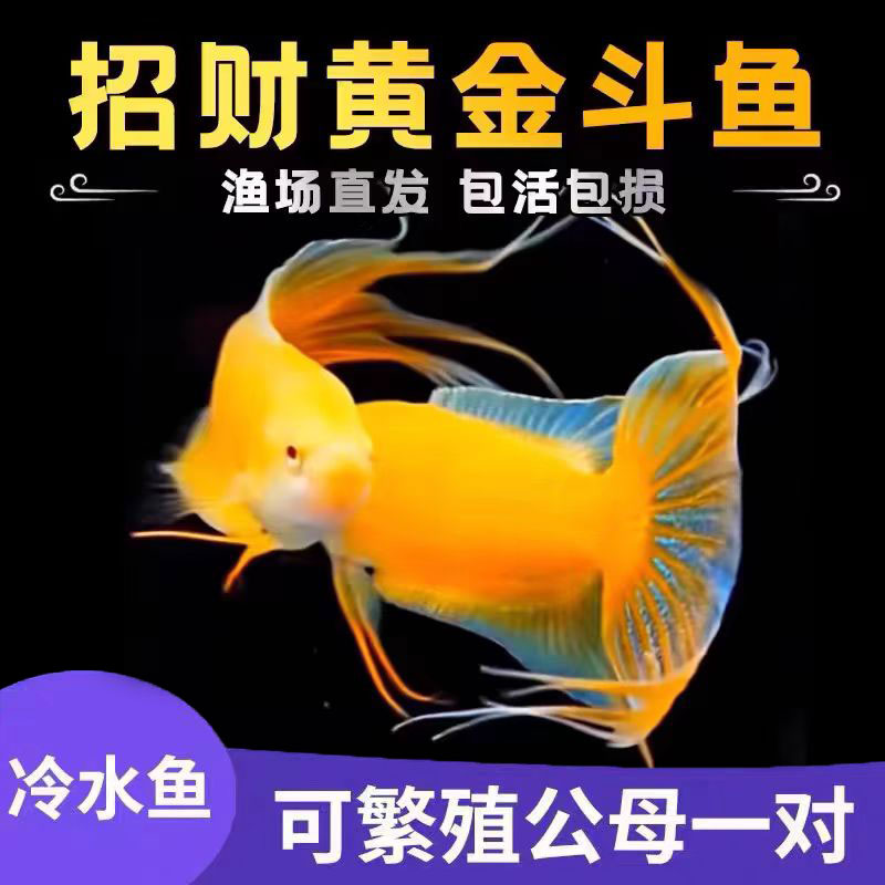 中国斗鱼招财黄金玄黄金斗鱼活体活鱼金鱼好养耐养冷水淡水观赏鱼