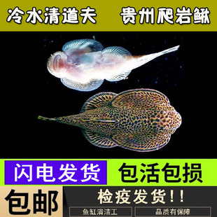 贵州爬岩鳅琵琶鱼双吸盘冷水清道夫不加温小提琴鱼缸清洁工原生鱼