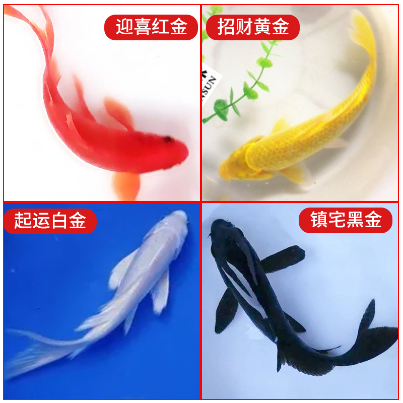 锦鲤鱼活冷水淡苗观赏金小型好养