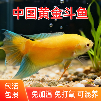 中国斗鱼招财黄金玄黄金斗鱼活体活鱼金鱼好养耐养冷水淡水观赏鱼