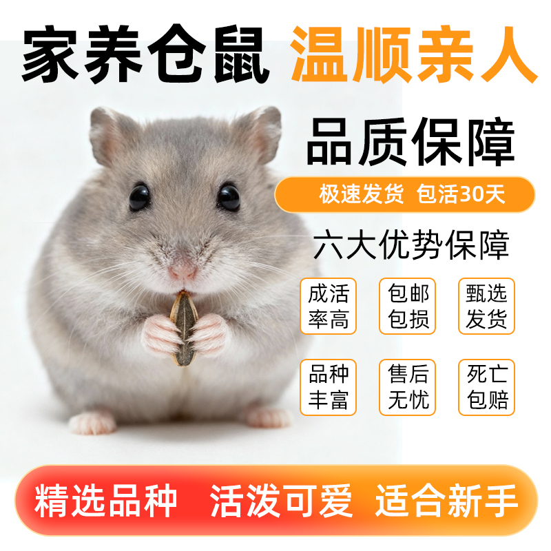 小仓鼠活物萌宠送笼子金丝熊一对银狐布丁紫仓奶茶公婆苍鼠活体