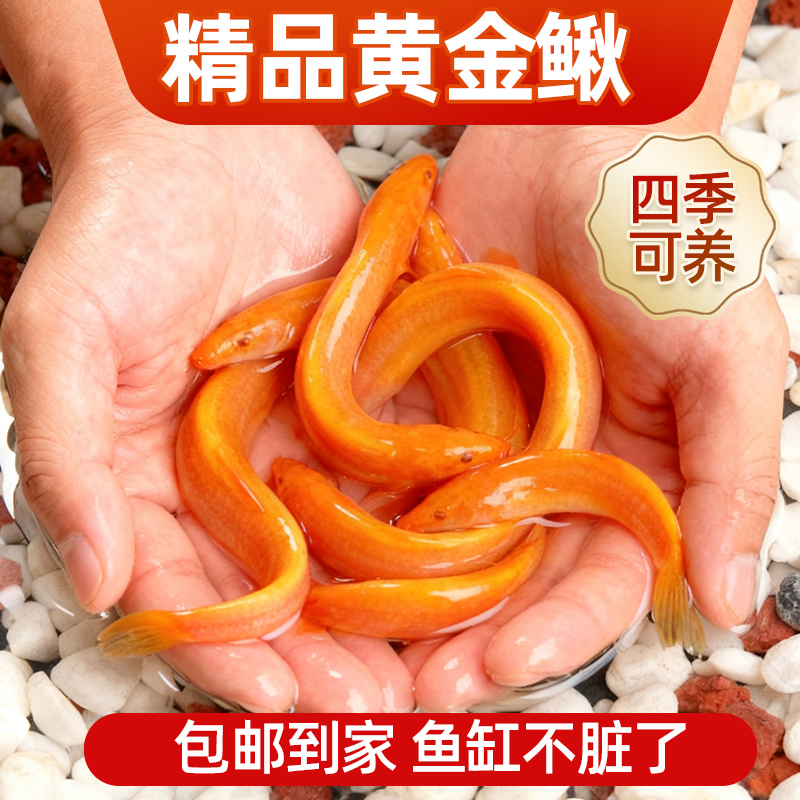黄金泥鳅观赏鱼清道夫大号黄金鳅清洁工具鱼冷水淡水好养耐活鱼苗