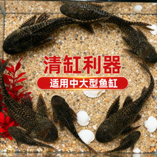 清道夫鱼缸清洁工鱼观赏热带淡水冷水专吃屎垃圾粪便清理藻类残饵