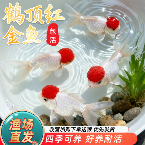 鹤顶红金鱼红头活体鱼观赏鱼红狮子头丹顶冷水鱼淡水好养耐活金鱼