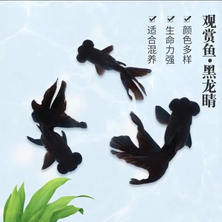 金鱼活体黑龙睛观赏鱼活体小金鱼冷水鱼金鱼苗好养耐活小型宠物鱼