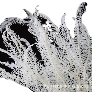 狂想者工厂新品漂白蕨叶/芒萁叶干花家居装饰插花自然真花干花