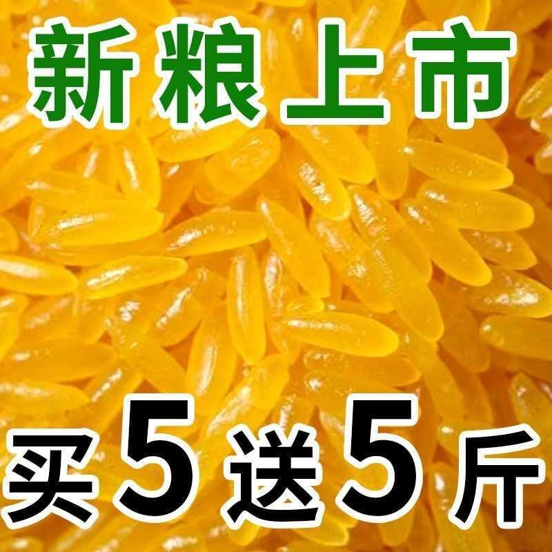 正宗东北黄金米新米正宗黄金大米伴侣五谷杂粮特产黄色的大米
