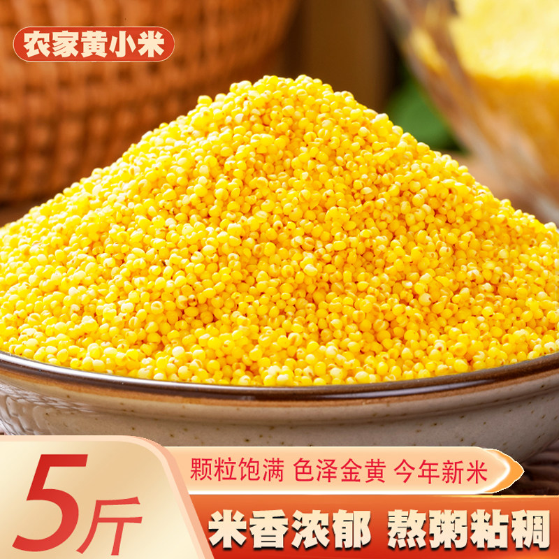 黄小米当季新粮颗粒均匀饱满米油丰厚熬粥香糯粘稠小米光润如金