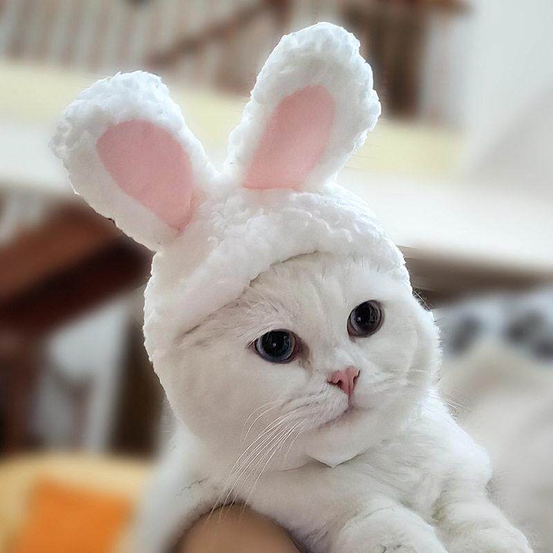 可爱兔子耳朵猫头套 宠物搞笑变身猫咪头饰 狗狗头套宠物帽子