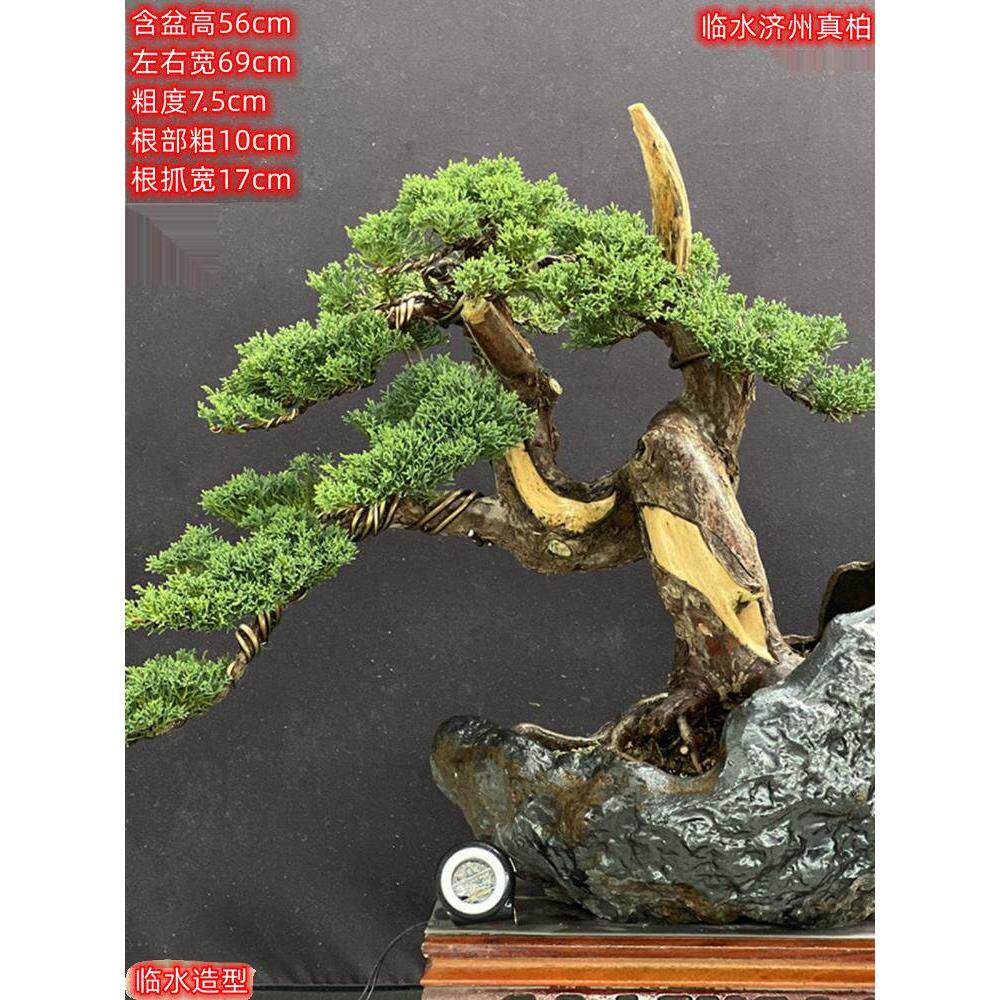 原生济州真柏盆景真柏五针松盆景造型老桩罗汉松盆景园艺一物一拍