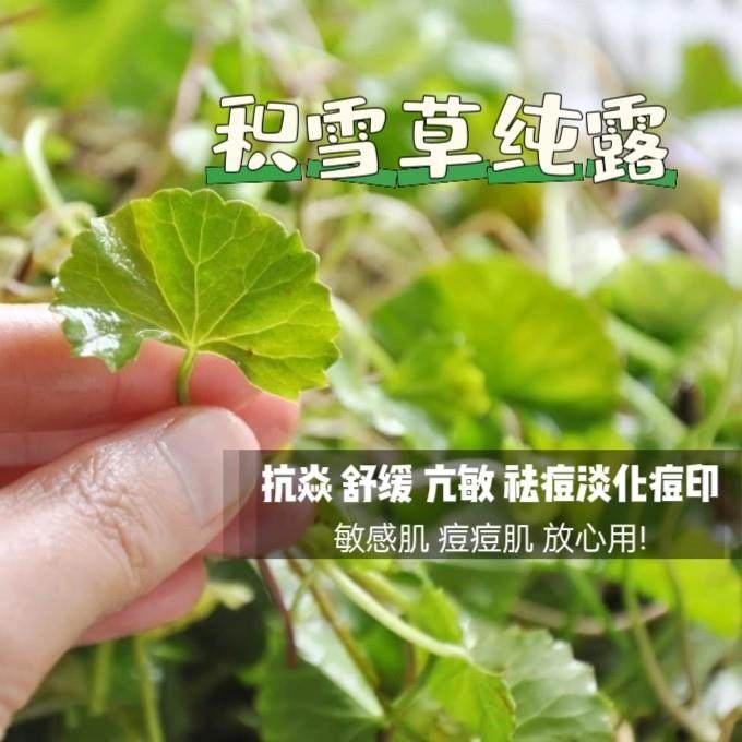 积雪草纯露头道饱和1:1亢焱缓解红血丝敏感肌温和保湿 清新补水