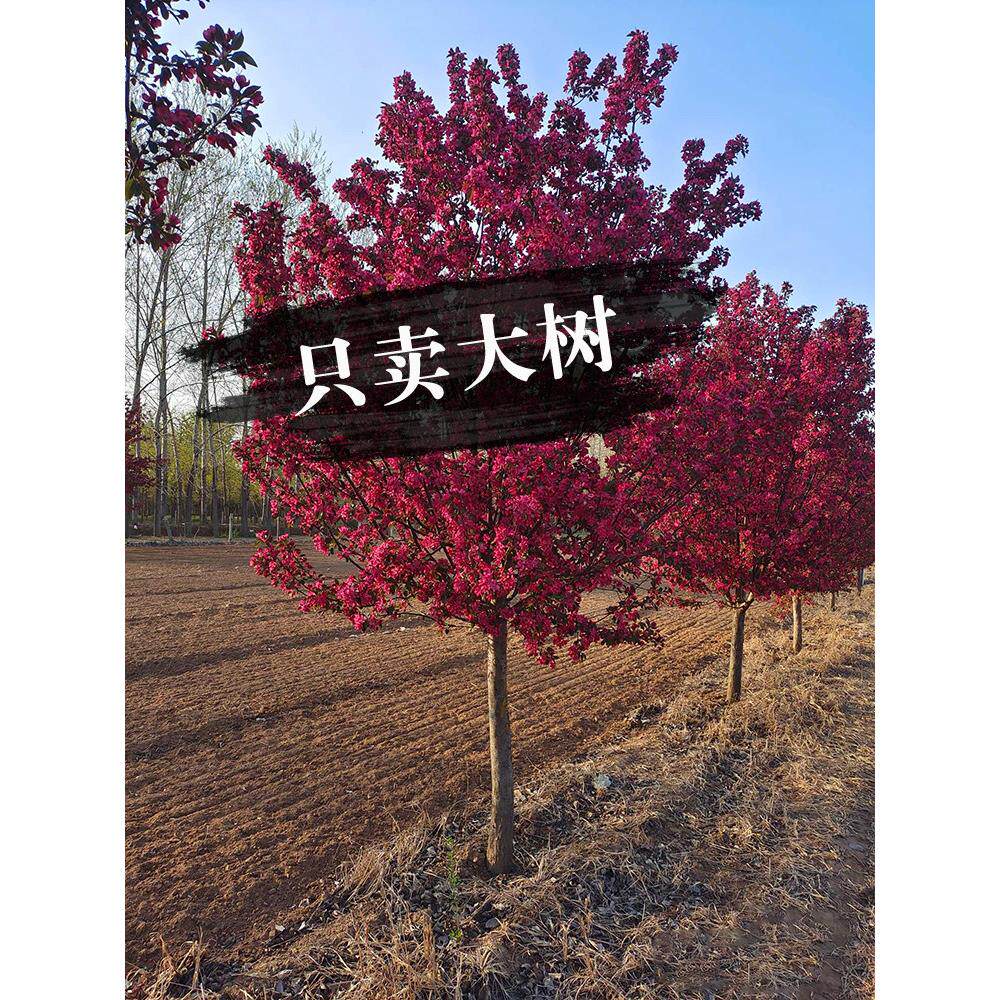 海棠树苗西府垂丝北美海棠苗绚丽海棠大树阳台庭院绿化大型风景树