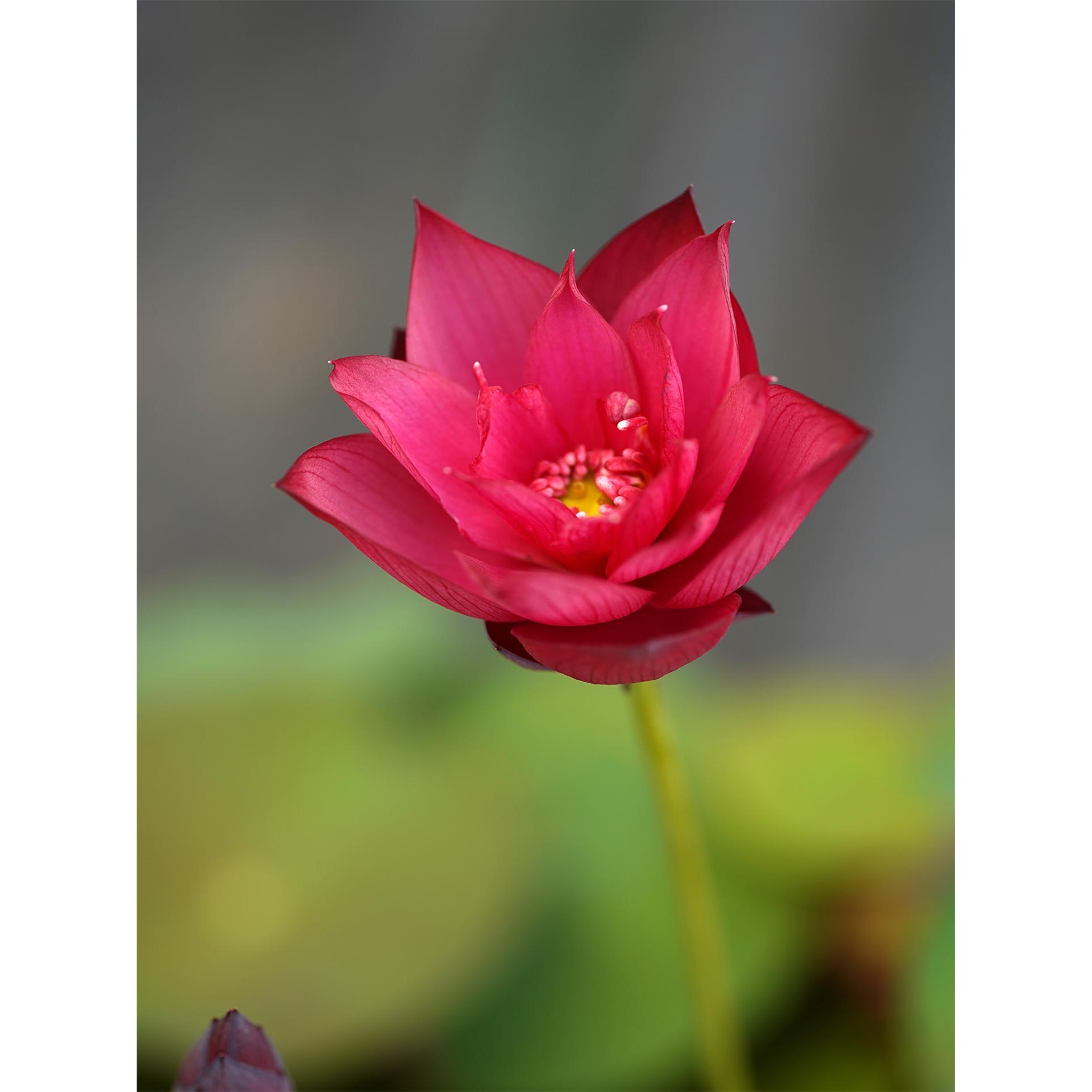 2025新品【綪筏】周劲松家中小型盆栽阳台家庭种植碗莲荷花种藕苗