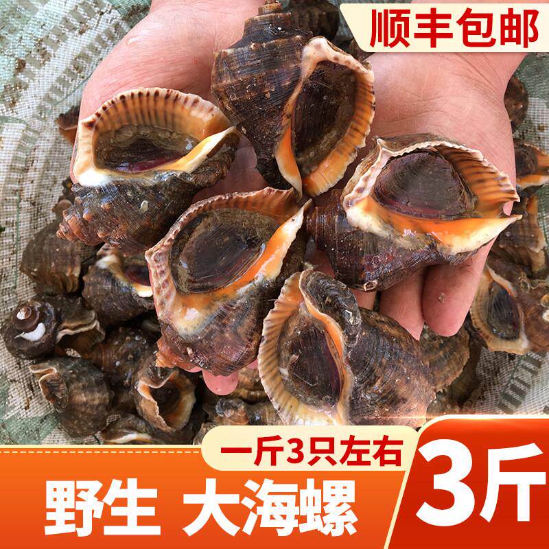海螺鲜活大号新鲜野生海捕海鲜水产贝类猫跳台海螺当天现挖3斤包
