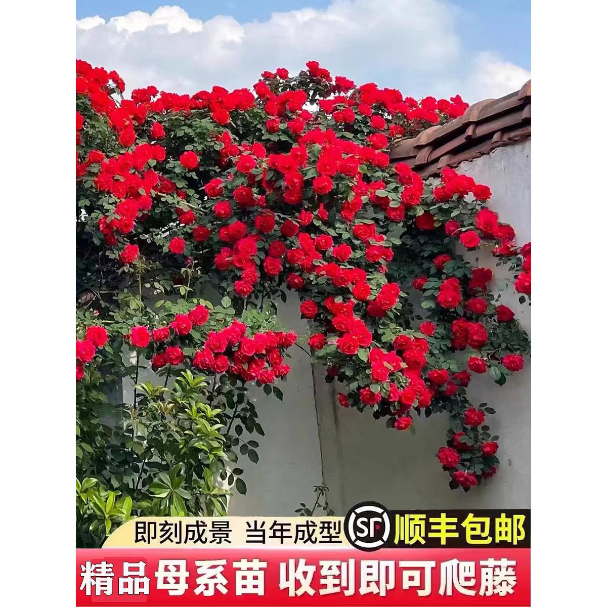 【2.5米大苗】蔷薇花苗藤本月季大花爬藤植物庭院花卉盆栽玫瑰花