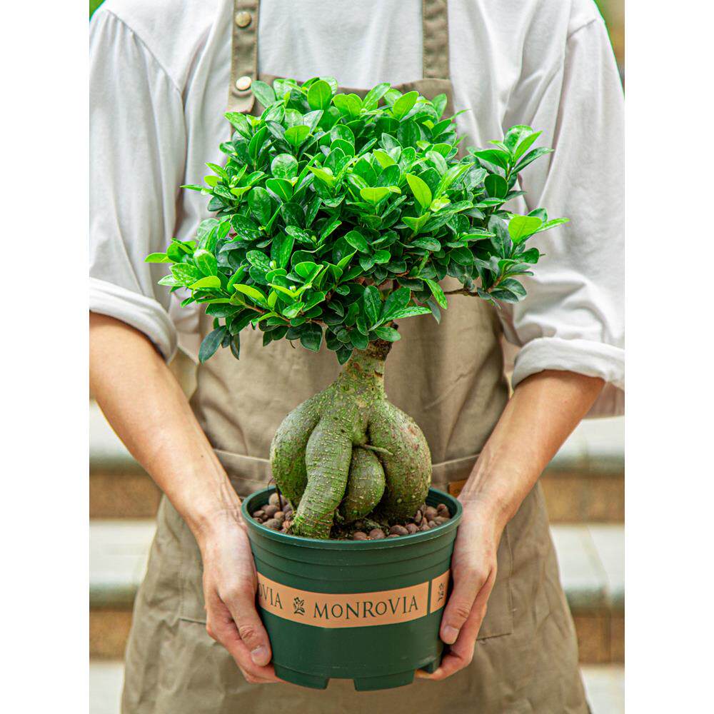 榕树盆栽室内阳台植物造型老桩绿植室外树苗人参榕小叶金钱榕盆景