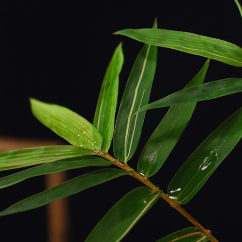 新品红竹红观音竹红运竹桌面绿植办公室植物微型盆栽造景素材