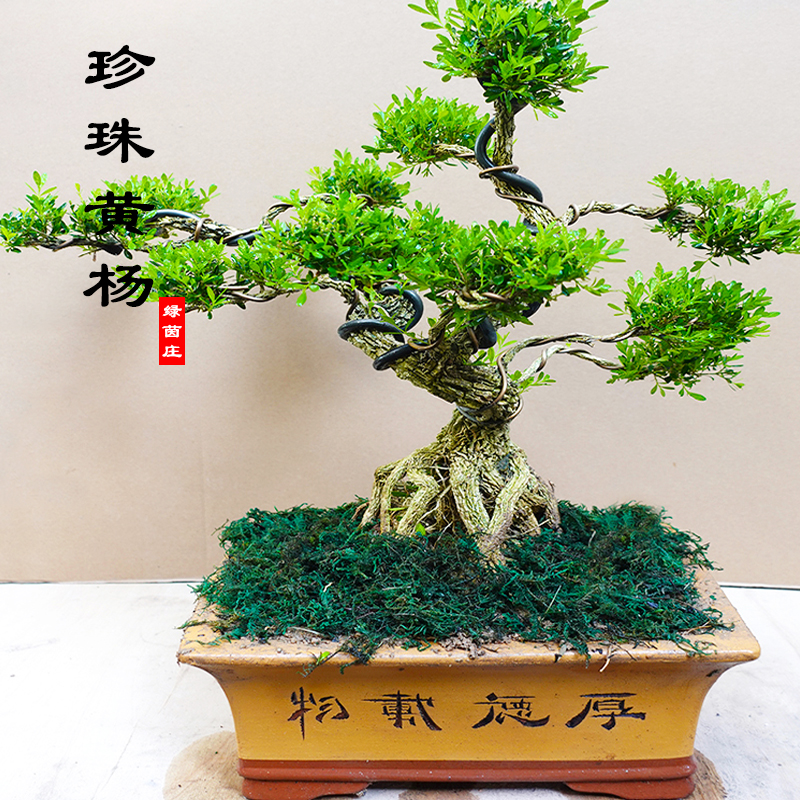 老桩造型珍珠黄杨盆景植物室内树桩盆栽大型盆景树桌面绿植客厅