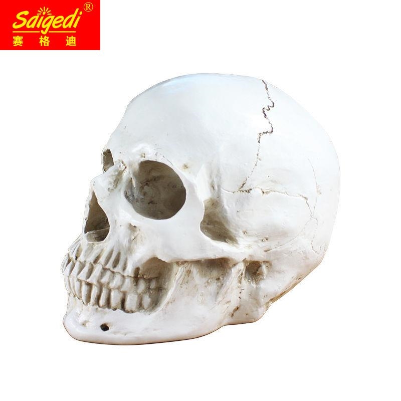 艺用人体肌肉骨骼骷髅头骨美术绘画解剖头颅素描头盖骨模型几何体