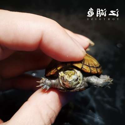 极速头盔龟乌龟活物双头龟玛塔龟龟苗窄桥龟稀有龟吃菜龟檀香龟白